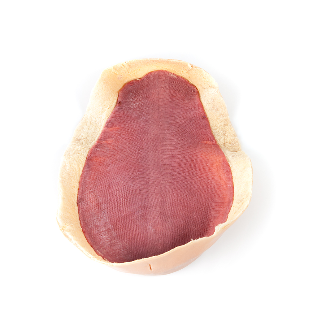 Canine Abdominal Skin Plate